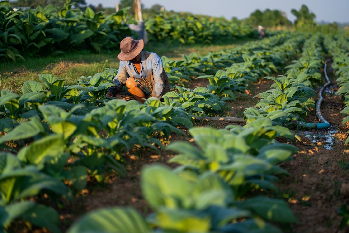 Understanding Soil Moisture for Better Growth